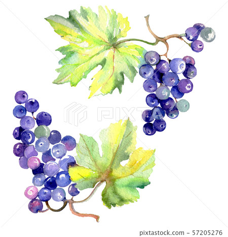 Grape berry healthy food in a watercolor style isolated. Watercolor background set. Isolated fruit Grape berry healthy food in a watercolor style isolated. Watercolor background set. Isolated fruit 57205276