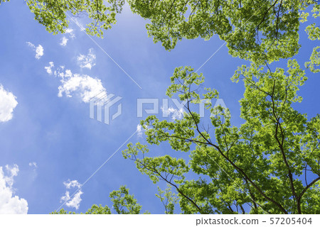 Blue Sky and Green Sendai West Park 57205404