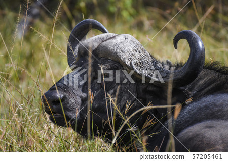 African buffalo in Masai Mara ,Kenya. 57205461