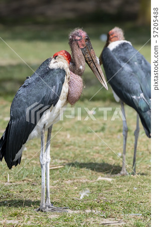 Marabou stork in Lake Naivasha ,Kenya. Marabou stork in Lake Naivasha ,Kenya. 57205488