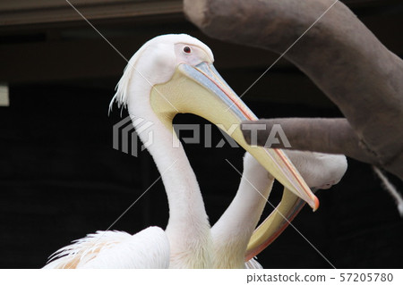 Pelican 57205780