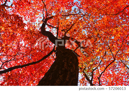 Taetae山的秋天 57206013