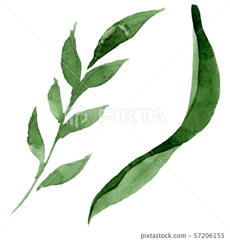 Ornament floral botanical flowers. Watercolor background illustration set. Isolated flower 57206155