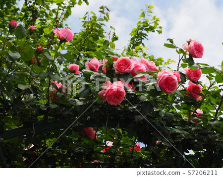 Rose   57206211