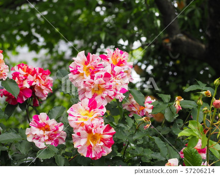 Rose   57206214