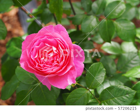 Rose   57206215