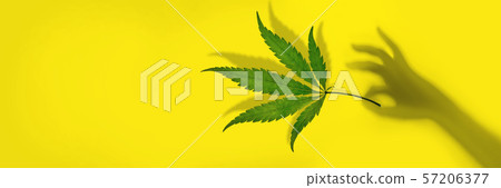 Cannabis leaf in a female hand on yellow background. Minimal CBD OIL concept 57206377