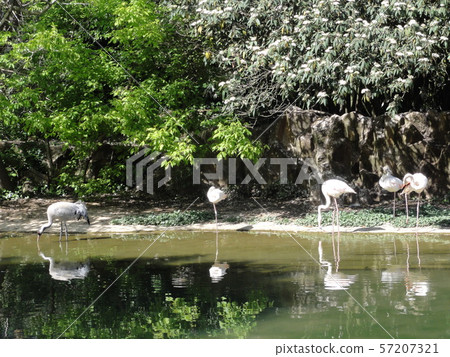 池邊的紅鶴 57207321