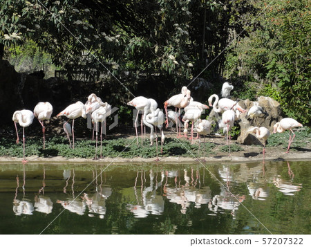 池邊的紅鶴 57207322