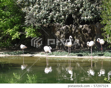 池邊的紅鶴 57207324