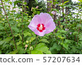 Closeup of rose of sharon flower 57207634