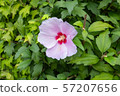Closeup of rose of sharon flower 57207656