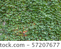 green leaves background 57207677