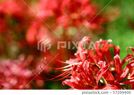 Cluster amaryllis Cluster amaryllis 57209400