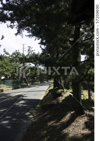 Tokaido pine tree line Fukuroi Tokaido pine tree line Fukuroi 57209690