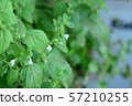 草藥 57210255