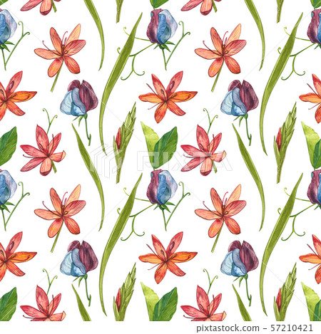 Kafir Lilies flowers. Seamless patterns. Collection of hand drawn flowers and plants. Botany. Set Kafir Lilies flowers. Seamless patterns. Collection of hand drawn flowers and plants. Botany. Set 57210421