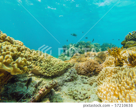 Photo of a tropical Fish on a coral reef Photo of a tropical Fish on a coral reef 57210638
