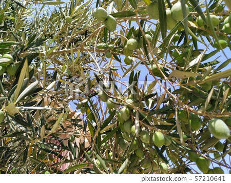 Olive 57210641
