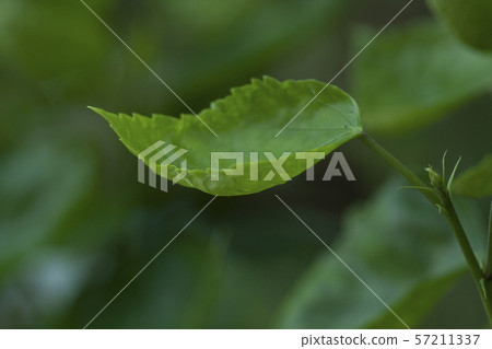 leaf of red hibiscus with shape and detail leaf of red hibiscus with shape and detail 57211337