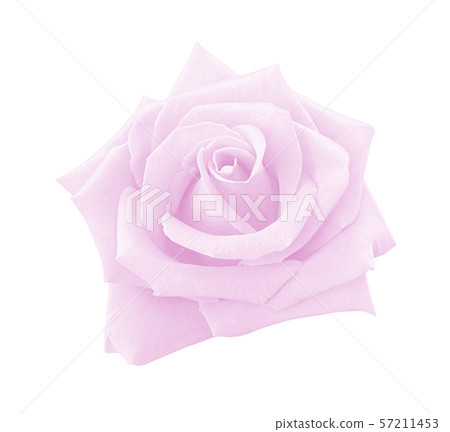 Pink rose flower isolated on white background, 57211453