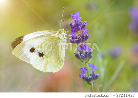 White butterfly on a flower on a sunny day. Butterfly on a lavender flower 57211455