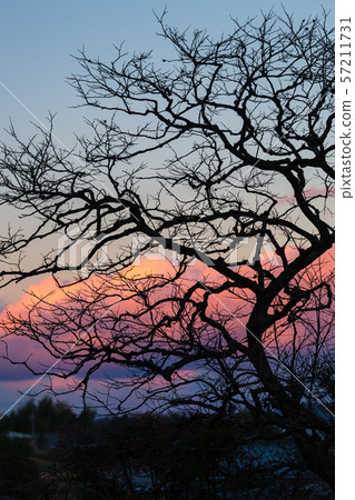 Winter trees 57211731