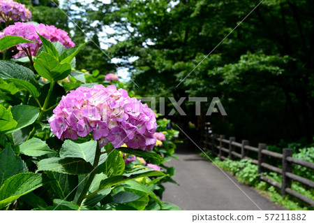 Beppu Kagura湖繡球花路 Beppu Kagura湖繡球花路 57211882