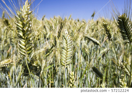 real organic green rye 57212224