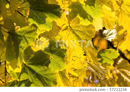 leaf fall in the forest leaf fall in the forest 57212236