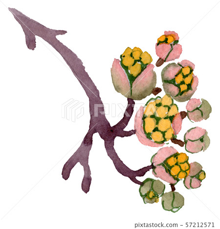 Cornus mas floral botanical flowers. Watercolor background set. Isolated cornus mas illustration Cornus mas floral botanical flowers. Watercolor background set. Isolated cornus mas illustration 57212571