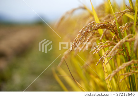 Rice, rice ears, autumn 57212640