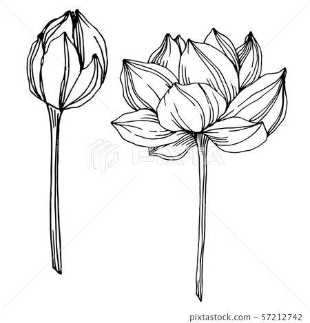 Vector Lotus floral botanical flowers. Black and white engraved ink art. Isolated lotus illustration 57212742
