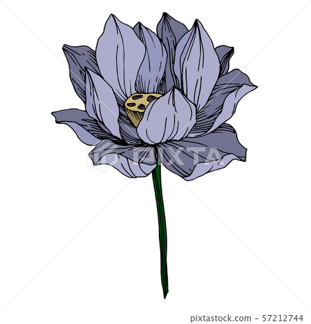 Vector Lotus floral botanical flowers. Black and white engraved ink art. Isolated lotus illustration 57212744