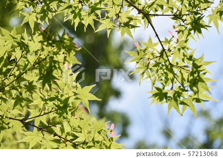Fresh green 57213068