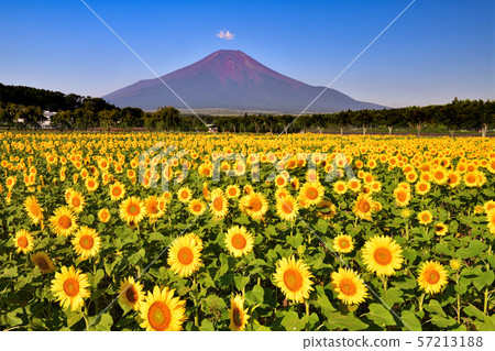 富士和向日葵 富士和向日葵 57213188