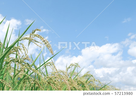 Summer rice (end of August) 57213980