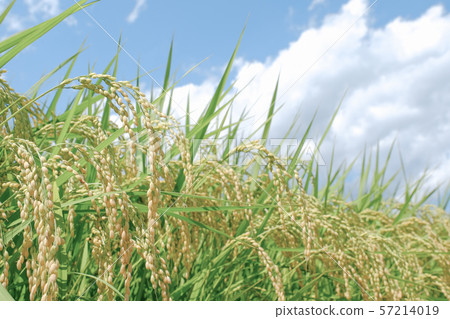 夏季大米（8月底） 57214019