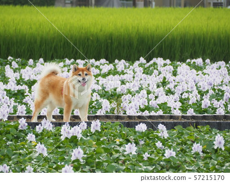 Shiba Inu和鳳眼蘭 57215170