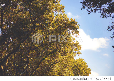Fall forest. Crowns of trees with yellow leafs. Autumn concept background. 57215681