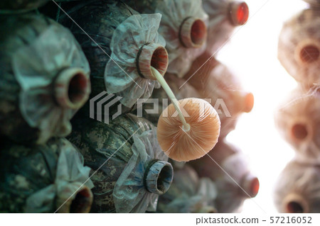 Mushroom spore bags on the farm 57216052