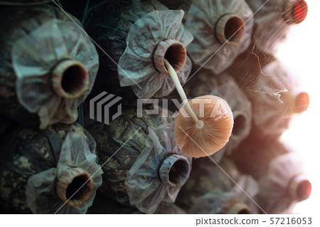 Mushroom spore bags on the farm Mushroom spore bags on the farm 57216053