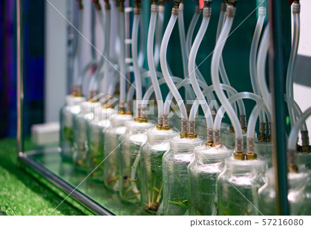 The experiment of planting rice in lab. 57216080