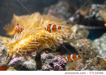 與銀蓮花一起生活的小丑魚 57216496