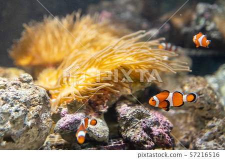 Clownfish living together with anemones 57216516