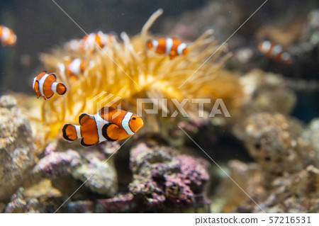 與銀蓮花一起生活的小丑魚 57216531