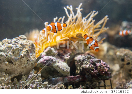 與銀蓮花一起生活的小丑魚 57216532