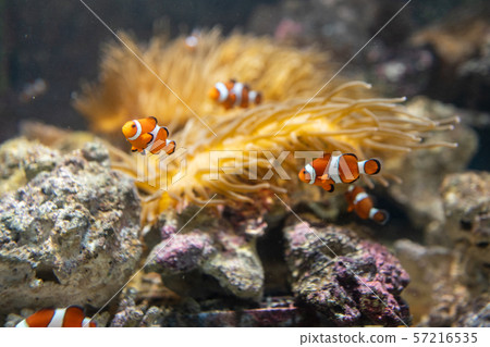 Clownfish living together with anemones 57216535
