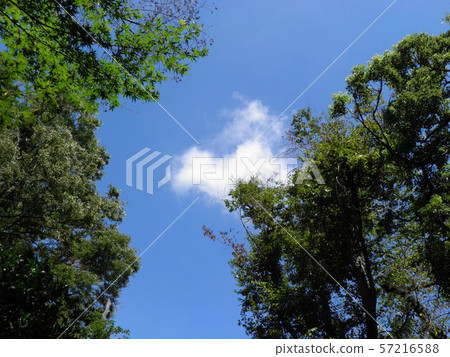 Trees, blue sky and white cloudy (Hamamatsu Castle Park) Trees, blue sky and white cloudy (Hamamatsu Castle Park) 57216588