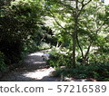 Fresh greenery and trails going down (Hamamatsu Castle Park) Fresh greenery and trails going down (Hamamatsu Castle Park) 57216589